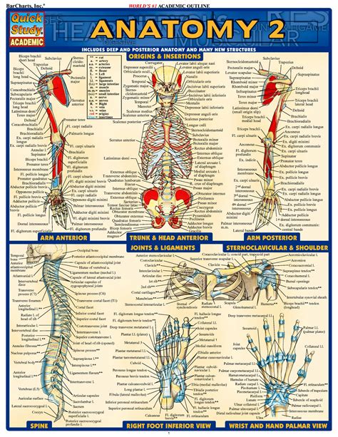 teachmeanatomy|teach me anatomy and physiology.